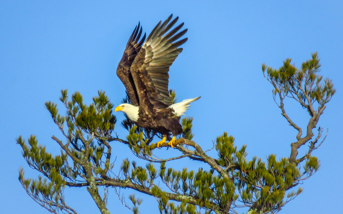 Celebrate the Bald Eagle at the 2024 Mass Audubon Merrimack River Eagle